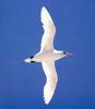 Red-tailed Tropicbird (Phaethon rubricauda) in flight