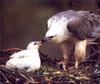 White-bellied Sea-Eagle (Haliaeetus leucogaster)