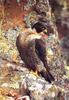 Peregrine Falcon (Falco peregrinus)