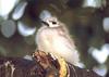 White Tern (Gygis alba) chick