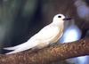 White Tern (Gygis alba)