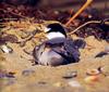 Little Tern (Sterna albifrons)