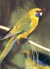 Green Rosella (Platycercus caledonicus)