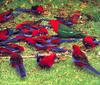 Australian King Parrot (Alisterus scapularis), crimson rosella (Platycercus elegans)