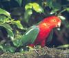 Australian King Parrot (Alisterus scapularis)