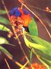 Red-Collared Lorikeet (Trichoglossus haematodus rubritorquis)