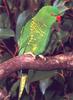 Scaly-breasted Lorikeet (Trichoglossus chlorolepidotus)