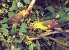 Scaly-breasted Lorikeet (Trichoglossus chlorolepidotus)