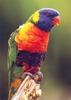 Rainbow Lorikeet (Trichoglossus haematodus)