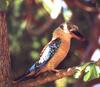 Blue-winged Kookaburra (Dacelo leachii)