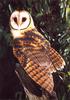 Tasmanian Masked Owl (Tyto castanops)