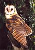 Tasmanian Masked Owl (Tyto castanops)