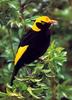 Regent Bowerbird (Sericulus chrysocephalus)