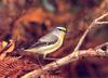 Striated Pardalote (Pardalotus striatus)