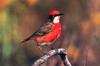 Crimson Chat (Epthianura tricolor)