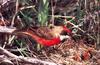 Crimson Chat (Epthianura tricolor)