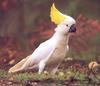 Sulphur-crested Cockatoo (Cacatua galerita)