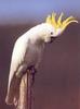 Sulphur-crested Cockatoo (Cacatua galerita)