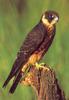 Australian Hobby (Falco longipennis)