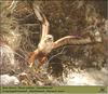 Long-legged Buzzard (Buteo rufinus)