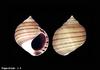 Common Periwinkle (Littorina littorea)