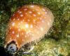 Cowrie (Cypraea sp.)