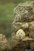 Yellow-spotted Hyrax (Heterohyrax brucei)