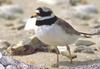 Ringed Plover