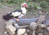 Muscovy Duck