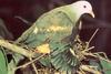 Green Pigeon