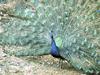 Indian Blue Peafowl - blue peafowl (Pavo cristatus)