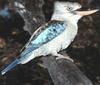 Blue-winged Kookaburra (Dacelo leachii)