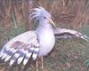 Kagu (Rhynochetos jubatus)