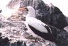 Masked Booby