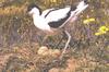 Pied Avocet