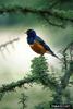 Superb Starling (Lamprotornis superbus)