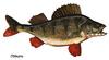 Redfin Perch (Perca fluviatilis)