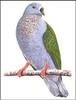 [Extinct Animals] Giant Pigeon (Ducula david)