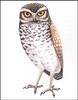 [Extinct Animals] Balearics Owl (Tyto balearica)