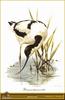 Pied Avocet (Recurvirostra avosetta)