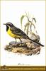 Grey Wagtail (Motacilla cinerea)