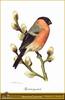 Bullfinch (Pyrrhula pyrrhula)