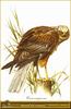 Western Marsh Harrier (Circus aeruginosus)