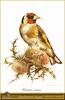 European Goldfinch (Carduelis carduelis)