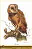 Barn Owl (Tyto alba)