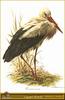 European White Stork (Ciconia ciconia)