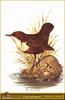 White-throated Dipper (Cinclus cinclus)