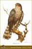 Eurasian Sparrowhawk (Accipiter nisus)