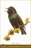 Common Starling (Sturnus vulgaris)