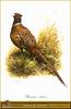 Ring-necked Pheasant male (Phasianus colchicus)